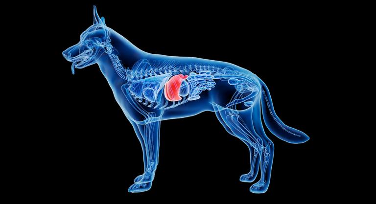 Enfermedades del hígado en los perros: ilustración