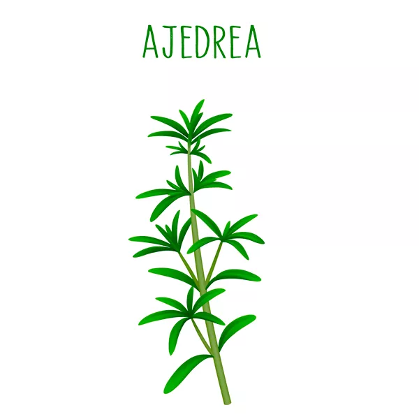 Ilustración de una planta de ajedrea