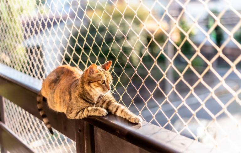 Malla para evitar la caída de un gato desde un balcón