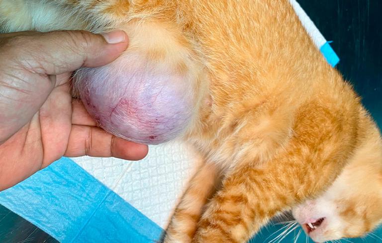 Gato con una hernia umbilical