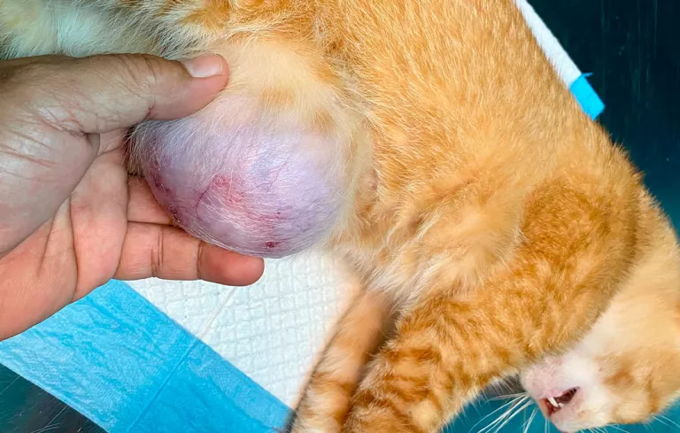 Gato con una hernia umbilical