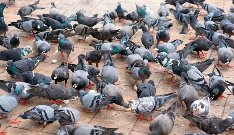 plague of pigeons