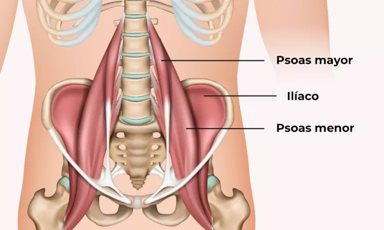 Anatomía del Psoas