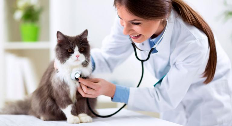 Gato visitando el veterinario
