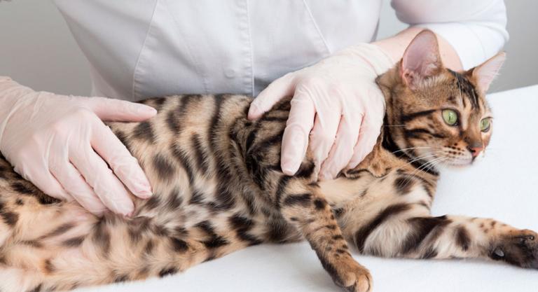 Veterinario palpando el vientre de un gato