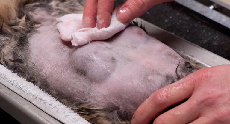 Veterinario preparando a un gato para una cirugía