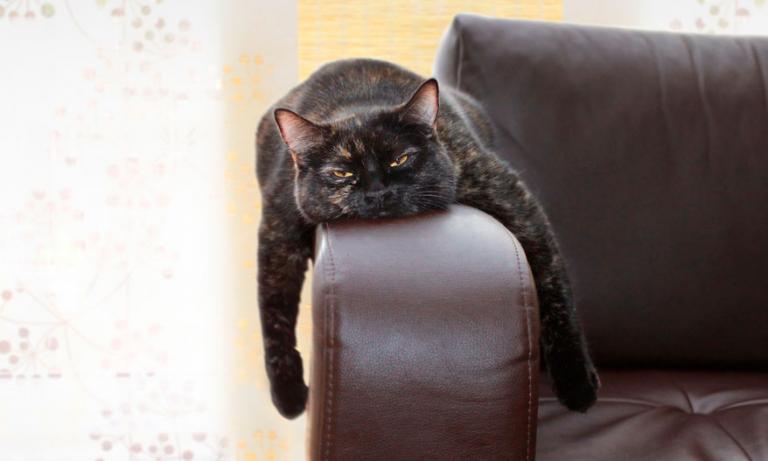 Gato aburrido tumbado sobre el brazo de un sofá