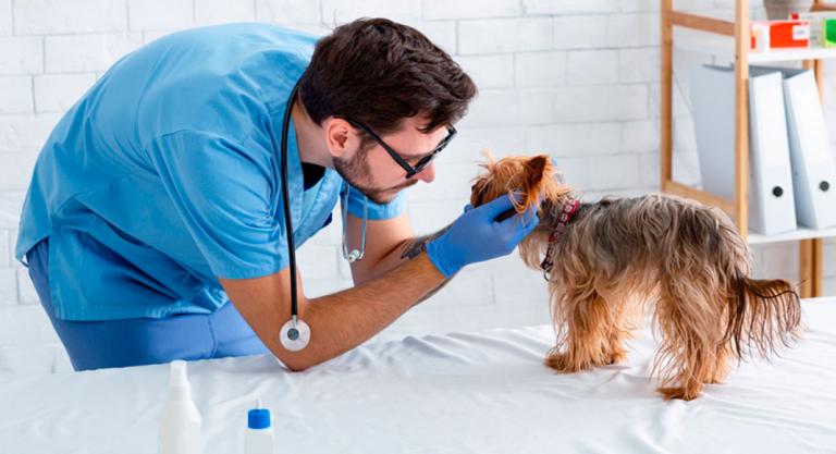 Veterinario tratando a un perro atacado por procesionaria
