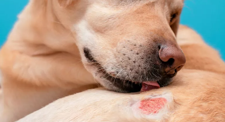 Perro lamiéndose una herida de urticaria