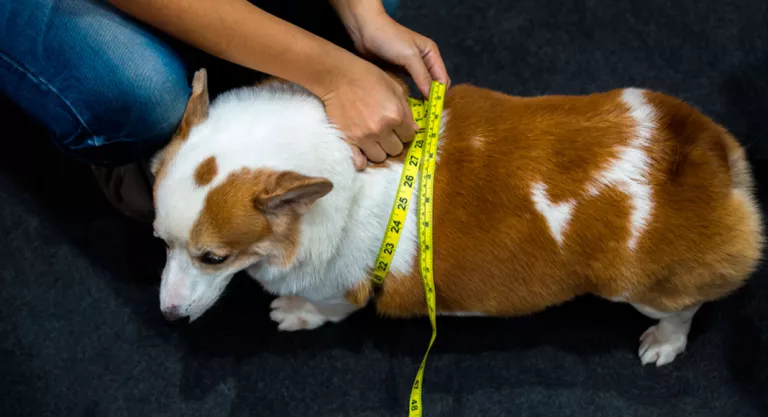 Persona midiendo el contorno del pecho de su perro