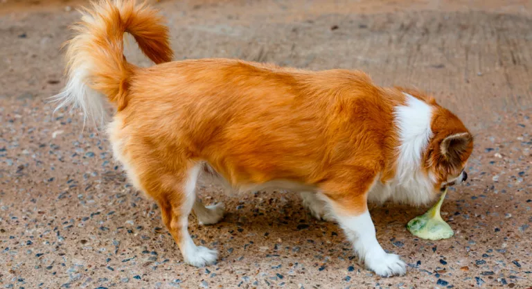 Perro vomitando en la calle