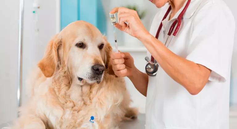 Perro recibiendo tratamiento farmacológico