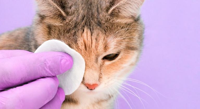 Persona limpiando la secreciones de los ojos a su gato