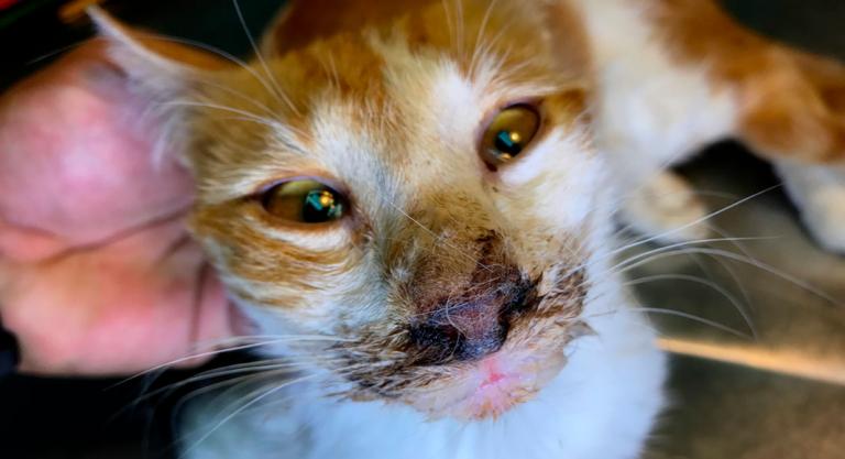 Gato infectado por calicivirus