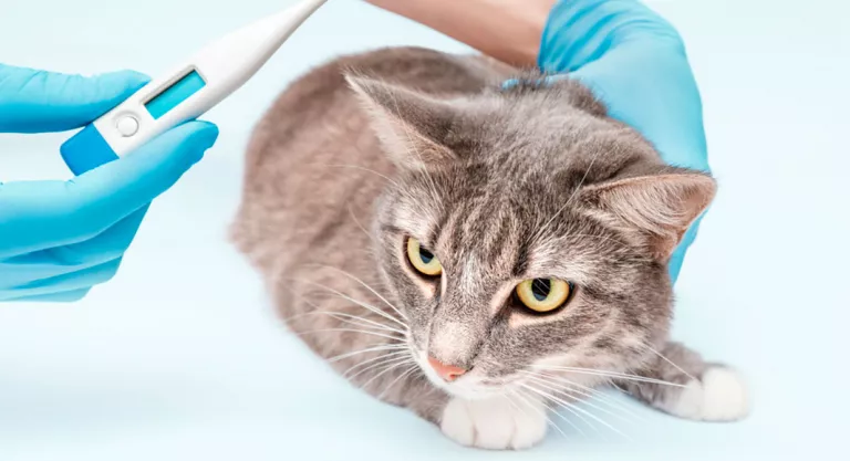 Veterinario tomando la temperatura a un gato