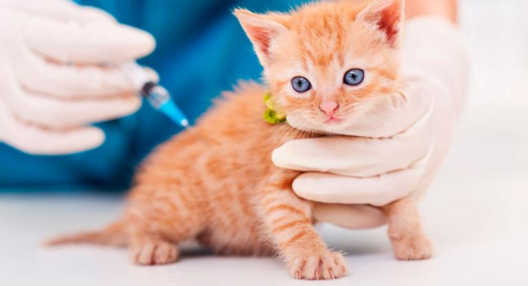 Gato pequeño siendo vacunado