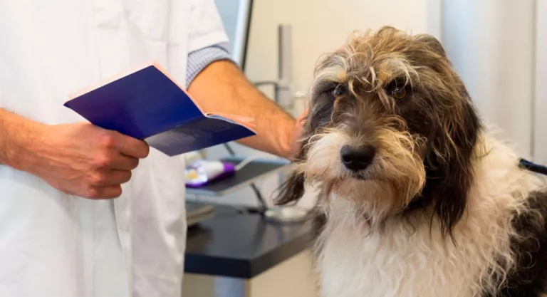 Veterinario leyendo el 'dni' de un perro