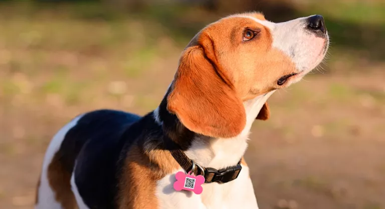 Perro con un identificador QR en el collar