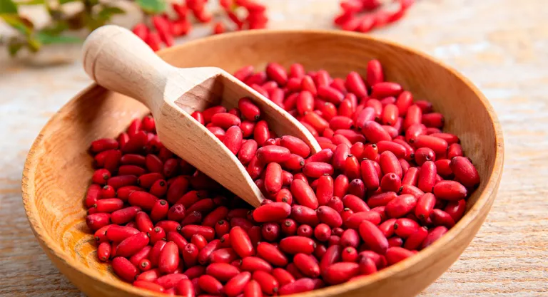 Frutos de la planta Berberina (Berberis vulgaris)