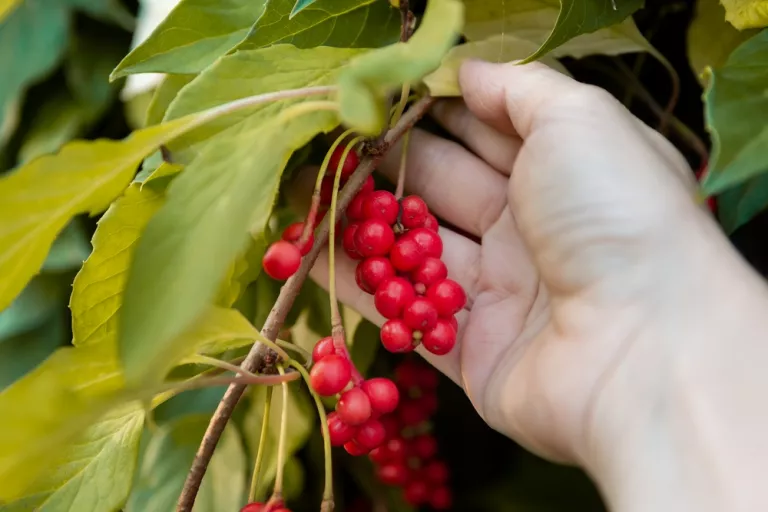 Schisandra, qué es, beneficios para la salud, y cómo se toma Schisandra, qué es, beneficios para la salud, y cómo se toma