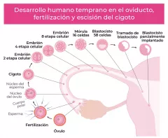 Fertilización