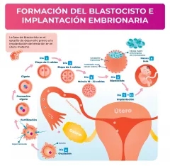 Infografía: Formación del blastocisto