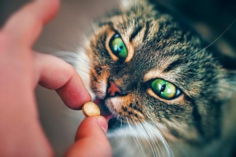 Tratamiento de la alergia en los gatos