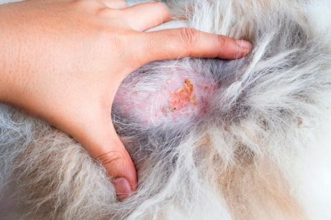 Dermatitis en la mascota por alergia