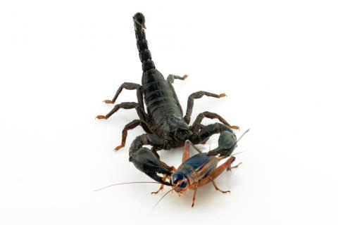 Alimentación e higiene del escorpión