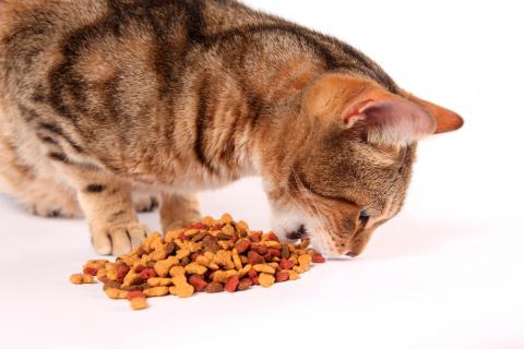 Gato de Bengala comiendo pienso indicado para él