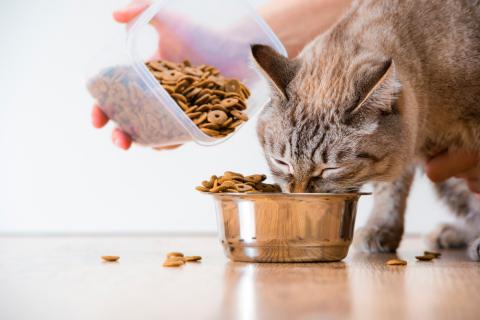 Pautas para educar y estimular al gato con una alimentación saludable