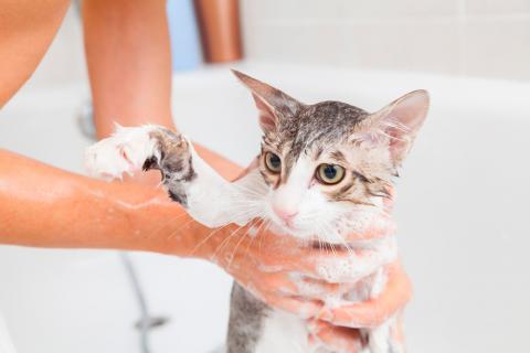 Baño para el pelo del gato