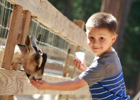 Un niño da de comer a un cabritillo en un granja escuela