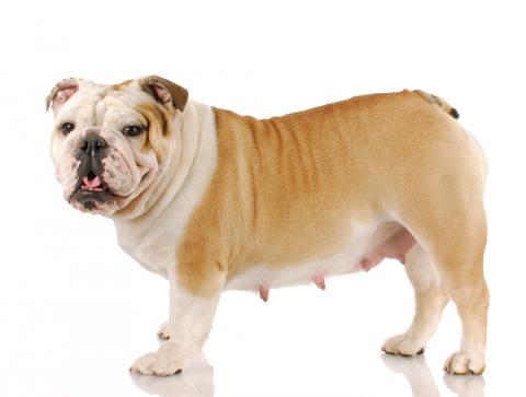 Perra de raza bulldog con las glándulas mamarias hinchadas