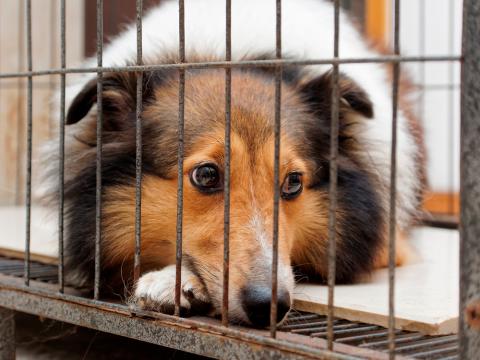 Perro deprimido encerrado en jaula