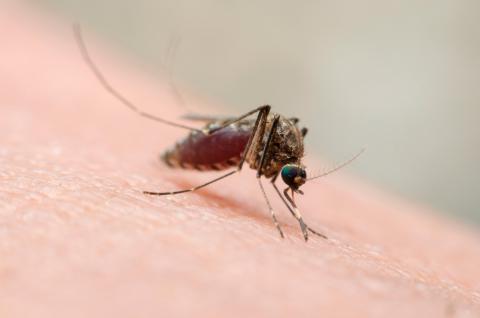 Mosquito que provoca la fiebre de Oropouche