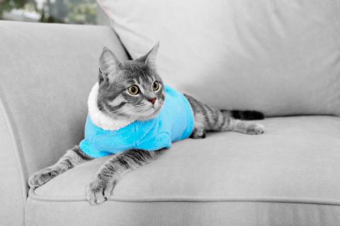 Pompeya Rosa industria Alternativas al collar isabelino para perros y gatos