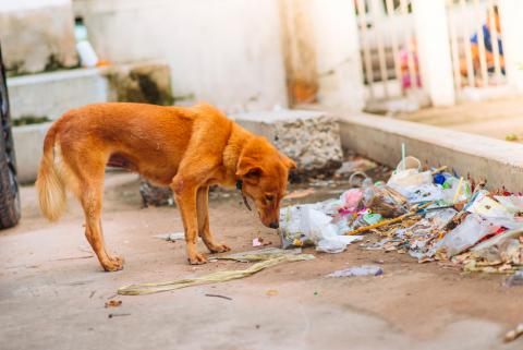 Un perro abandonado busca comida entre basura