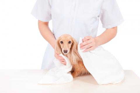 Un peluquero seca a un perro tras el baño