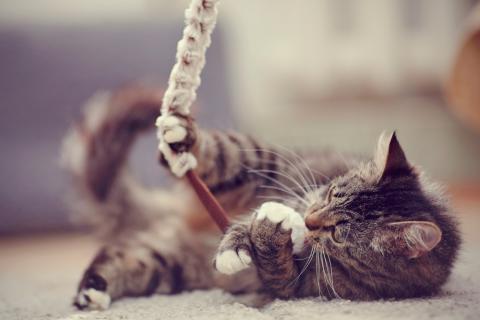Prevención y tratamiento del estrés en los gatos