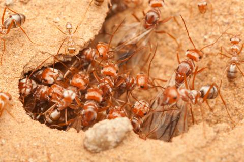 Consejos para mantener una granja de hormigas