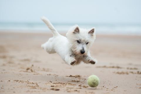 Perro en la playa jugando con una pelota
