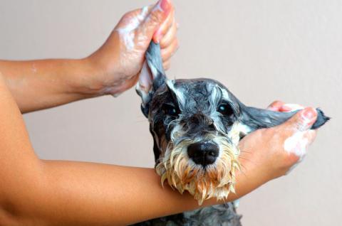 Cuándo y cómo lavar a nuestro perro 
