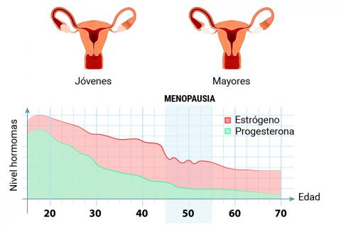 Niveles hormonales en la menopausia