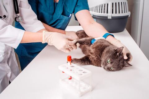 Veterinario diagnostica anemia a un gato 