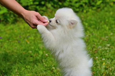 El dueño de un perro le ofrece una golosina como premio