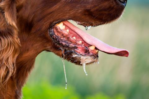 Perro con excesiva salivación por posibles problemas dentales