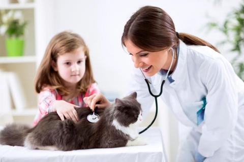 Salud del gato persa en el veterinario