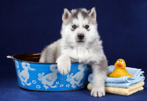 Cachorro de husky en una palangana junto a toallas y juguetes para el baño
