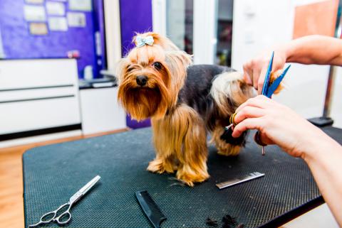 Yorkshire terrier en una peluquería canina